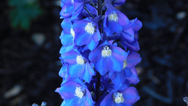 Delphinium: Verdaderas bellezas azules