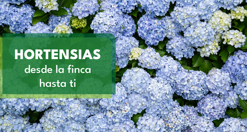 Hortensias hidratadas por más tiempo.