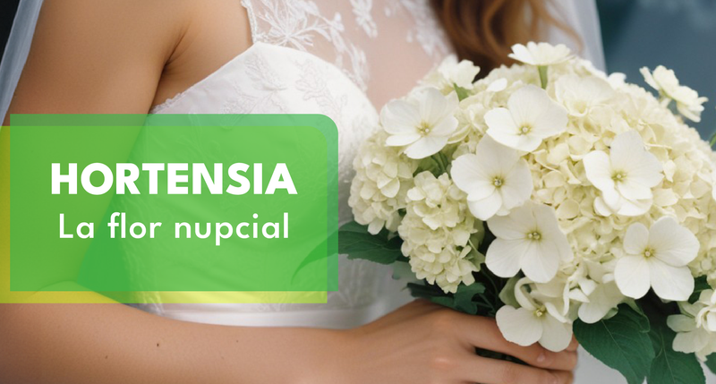 Hortensia: La Flor Nupcial