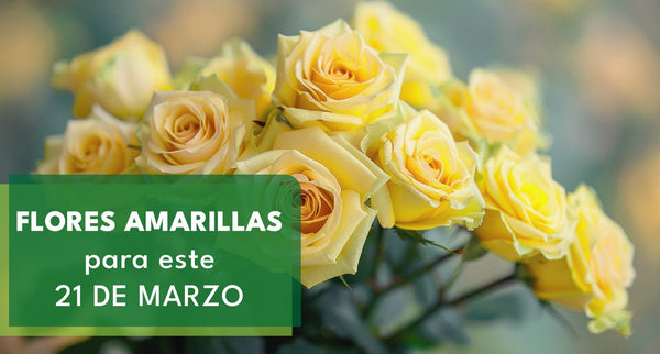 Flores Amarillas para este 21 de Marzo