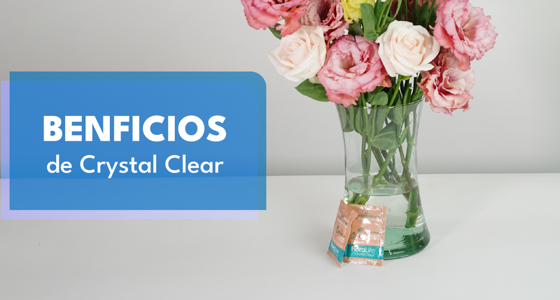 Los Beneficios Sorprendentes de Crystal Clear: Mantén el Agua del Florero Cristalina y Limpia