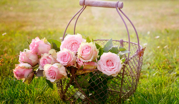 Flores del Ayer, Rosas Antiguas