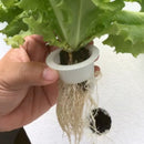 CANASTILLAS TIPO CINCHO  COLOR BLANCO (100 PIEZAS POR BOLSA) OASIS EASY PLANT