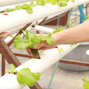 PLACA 156 Y 225 HORTICUBOS -ESPUMA 60