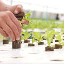 PLACA 156 Y 225 HORTICUBOS -ESPUMA 60