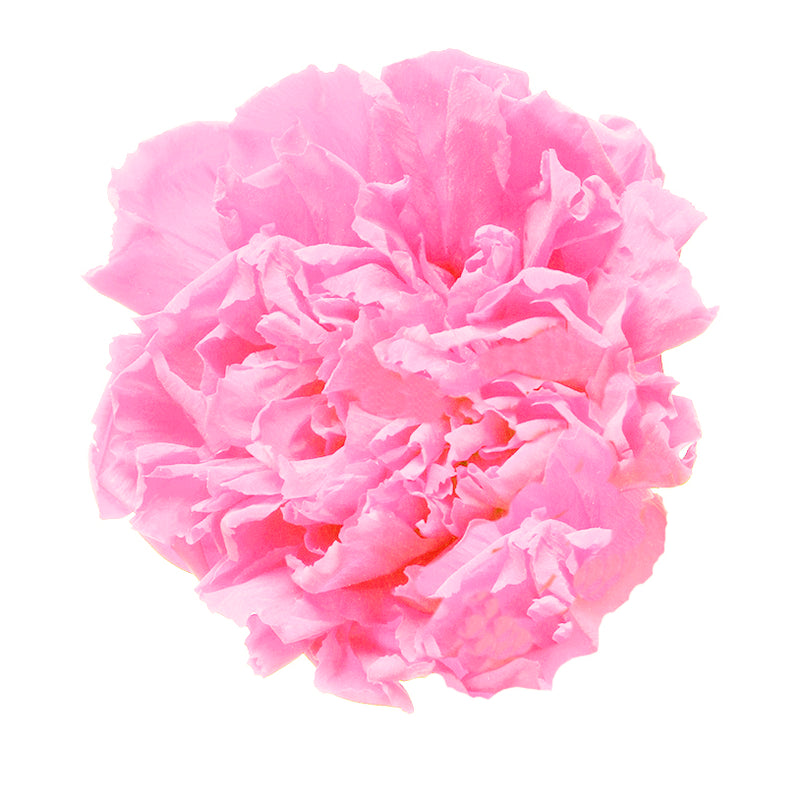 CLAVEL B