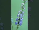 JUST FOR FLOWERS