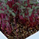 SISTEMA HIDROPONICO DE MESA CON LUZ C/SEMILLA AMARANTO ROJO Y RABANO BLANCO